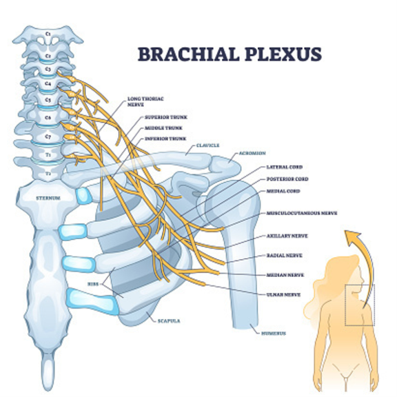 Le plexus brachial est un réseau complexe de nerfs situé dans la région du cou, de l'épaule et du bras.