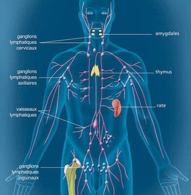 Voici à quoi ressemble le système lymphatique